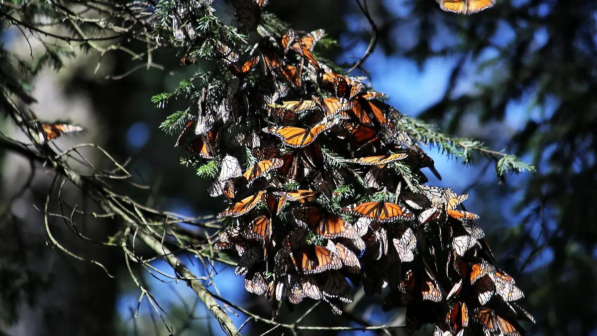 mariposa monarca - FMM. FOTOS FERNANDO MALDONADO EL SOL DE MORELIA (3)